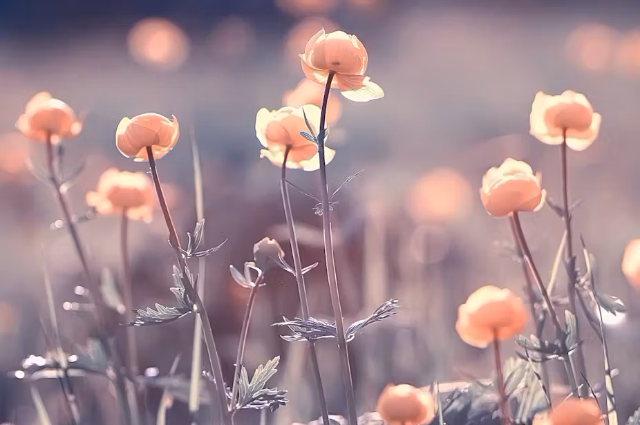 Flowers may be more ancient than dinosaurs – but scientists can’t agree on when they evolved